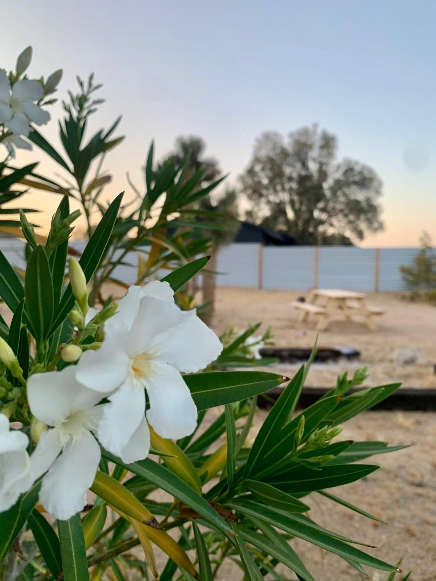 Casa Agave: Comfy Joshua Tree Cottage With Free Breakfast Bar Extérieur photo